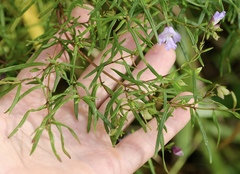 Prostanthera linearis