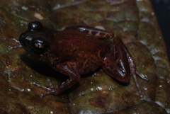 Hylophorbus rufescens