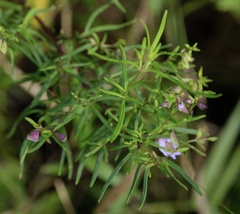 Prostanthera linearis