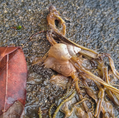 Bulimulus tenuissimus