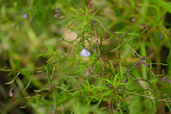 Prostanthera linearis