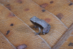 Cophixalus cheesmanae
