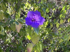 Ruellia californica