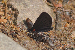 Sangalopsis microleuca