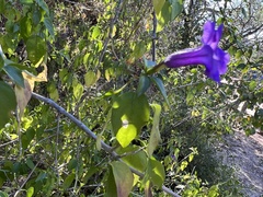 Ruellia californica