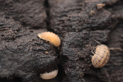 Armadillidium nasatum