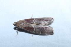 Euzophera ostricolorella