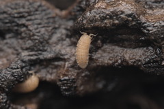 Haplophthalmus danicus