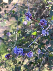 Ceanothus