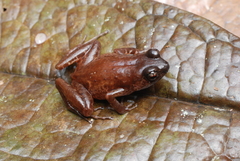 Hylophorbus rufescens