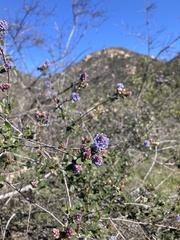 Ceanothus
