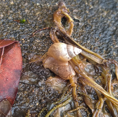 Bulimulus tenuissimus
