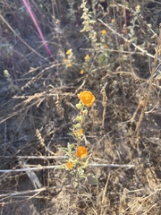 Sphaeralcea coulteri