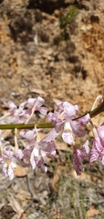 Dipodium pardalinum