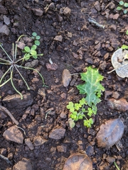 Ranunculus hebecarpus