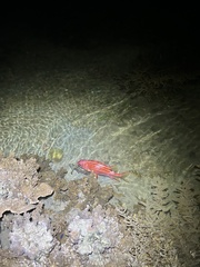 Sargocentron diadema