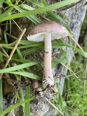 Lepiota decorata