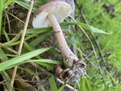 Lepiota decorata