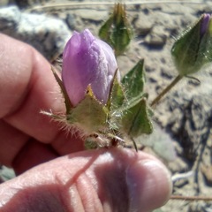 Eremalche rotundifolia