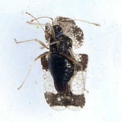 Corythucha cydoniae