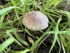 Lepiota decorata