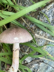 Lepiota decorata