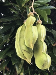Mucuna gigantea