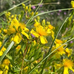 Hypericum kalmianum