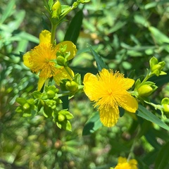 Hypericum kalmianum