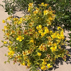 Hypericum kalmianum