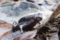 Mantophryne lateralis