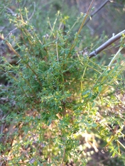 Galium porrigens