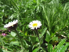 Erigeron humilis