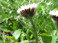 Erigeron humilis