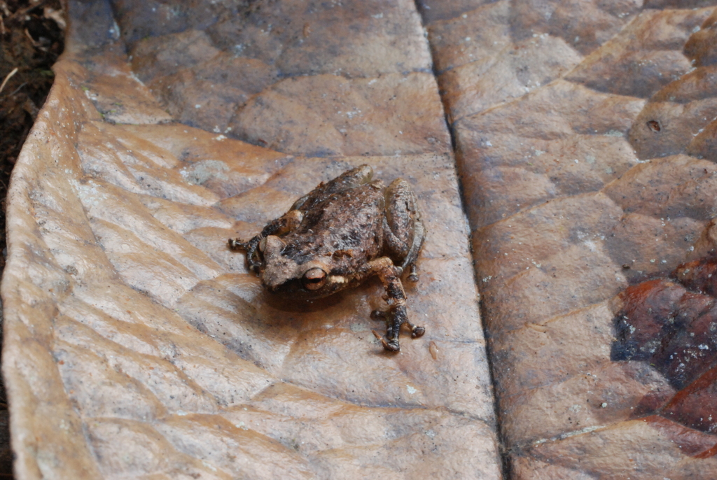 Madang Cross Frog