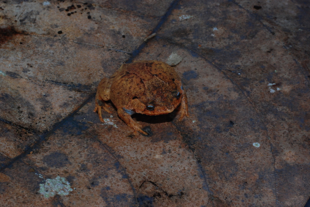 Thomson's Toothless Frog