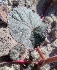 Eremalche rotundifolia