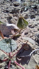 Eremalche rotundifolia