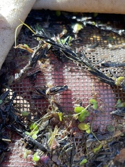 Sigara hydatotrephes