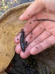 Umbra pygmaea