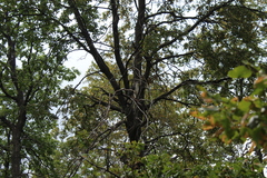 Geranoaetus polyosoma polyosoma