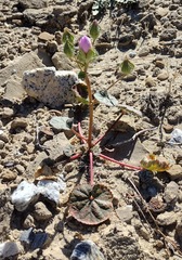 Eremalche rotundifolia