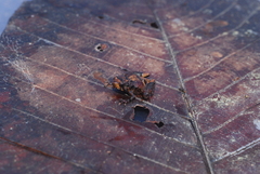 Cophixalus linnaeus