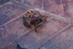 Cophixalus linnaeus