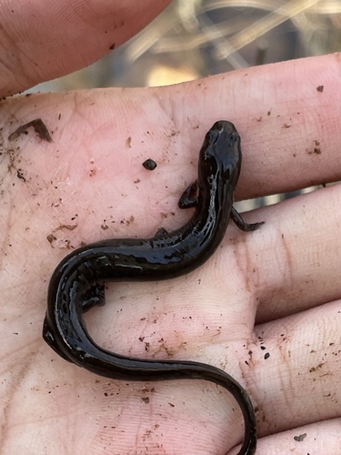 Many-lined Salamander, Stereochilus marginatus
