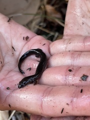 Stereochilus marginatus