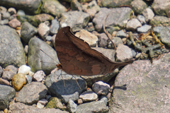 Marpesia furcula