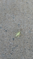 Meconema thalassinum