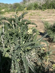 Astragalus trichopodus