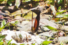 Marpesia furcula